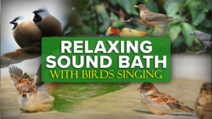 Deep Relaxation Sound Bath with Birds Singing